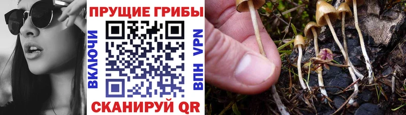 Галлюциногенные грибы MAGIC MUSHROOMS  где продают   Пушкино 
